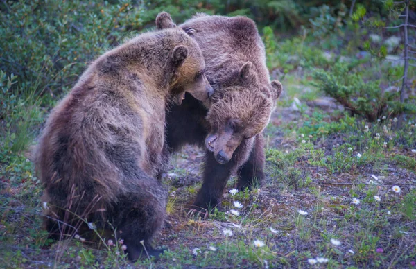 Vadon Élő Grizzly Medvék Természet Állatvilág — Stock Fotó