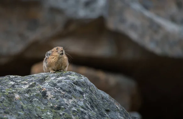 Pika Selvagem Animal Natureza Fauna — Fotografia de Stock