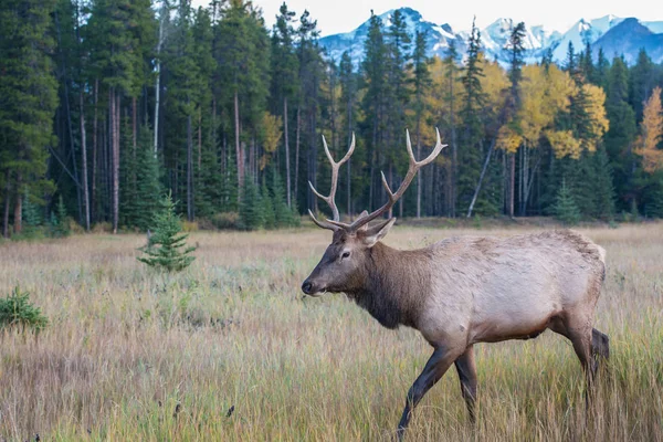 Wild Bull Elk Nature Fauna — Stok fotoğraf