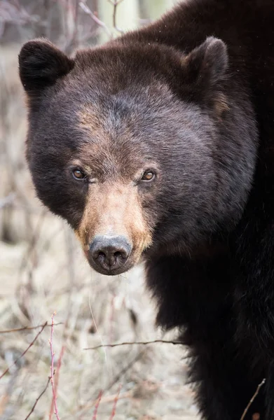 Dziki Czarny Niedźwiedź Natura Fauna — Zdjęcie stockowe