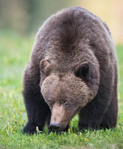 Wild Grizzly Bear Nature Fauna — Stock Photo, Image