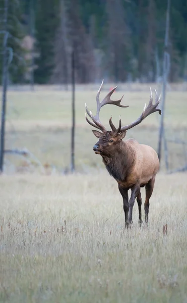 Elk Wild Animal Nature Fauna — 스톡 사진