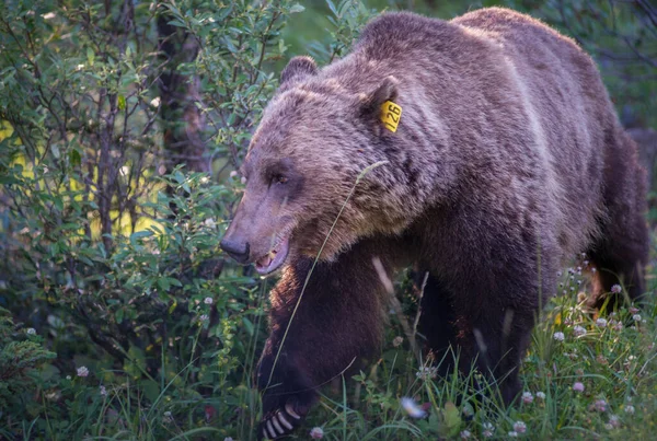 Dziki Niedźwiedź Grizzly Natura Fauna — Zdjęcie stockowe