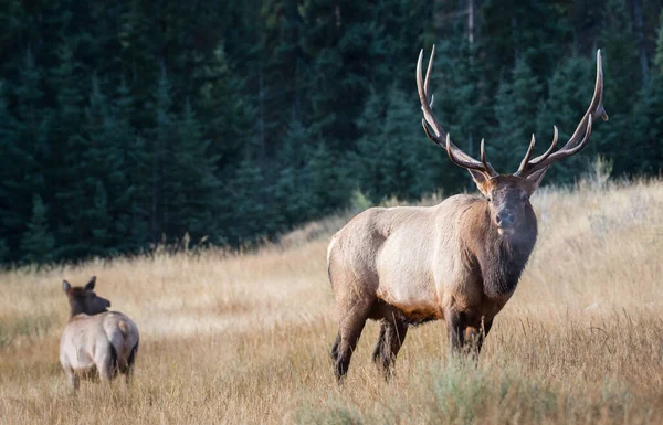 Alces Estado Selvagem Animais Natureza Fauna — Fotografia de Stock