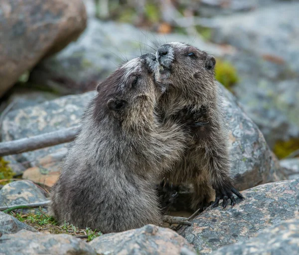 Marmotas Estado Salvaje Animales Naturaleza Fauna — Foto de Stock