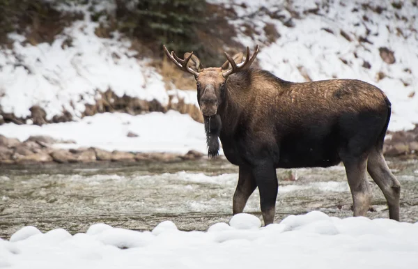 Toro Alce Estado Salvaje Animales Fauna — Foto de Stock