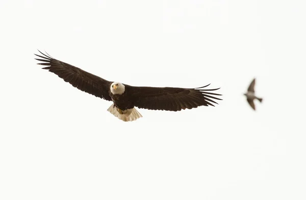 Adler Freier Wildbahn Vogel Natur Fauna — Stockfoto