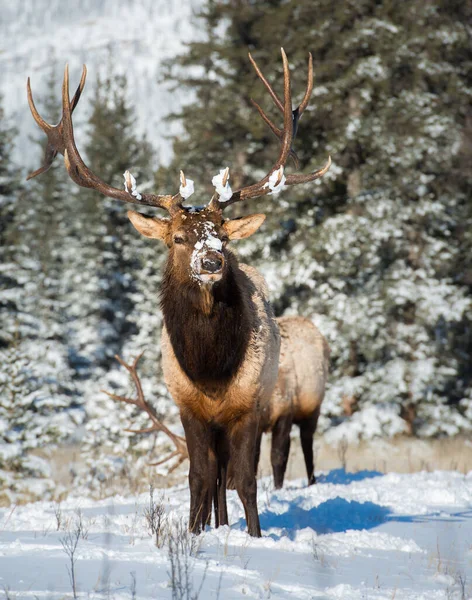 Wapiti Sauvage Nature Faune — Photo