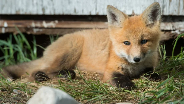 Czerwony Lis Zwierzę Natura Fauna — Zdjęcie stockowe