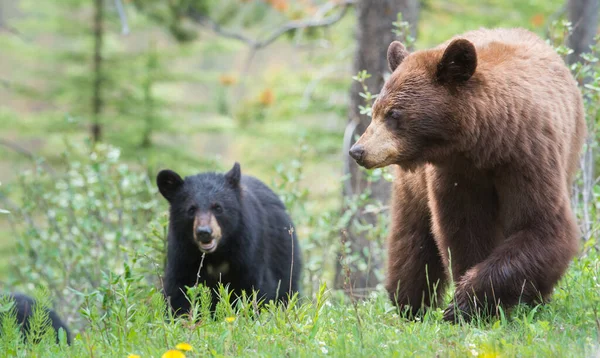 Osos Negros Salvajes Naturaleza Fauna — Foto de Stock