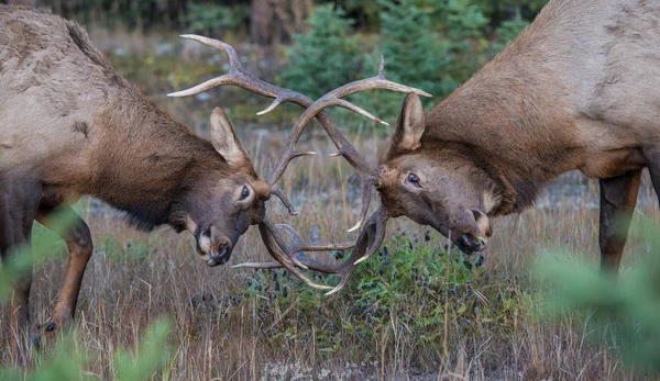 Alces Touro Selvagens Natureza Fauna — Fotografia de Stock