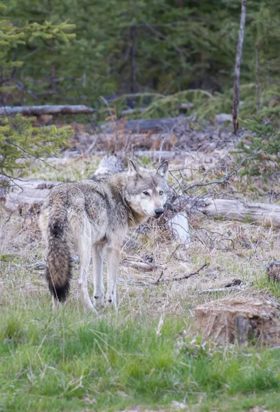 Les Loups Dans Nature — Photo