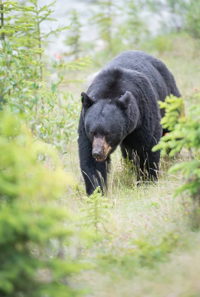 Vild Svart Björn Natur Fauna — Stockfoto