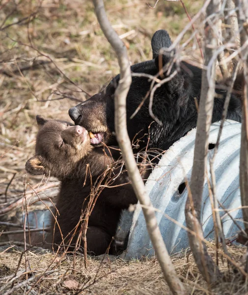 Wilde Zwarte Beren Natuur Fauna — Stockfoto