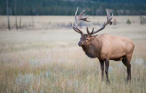 Älg Vilt Tillstånd Djur Natur Fauna — Stockfoto