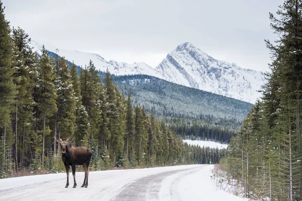 Bull Moose Wild Animal Fauna — 스톡 사진