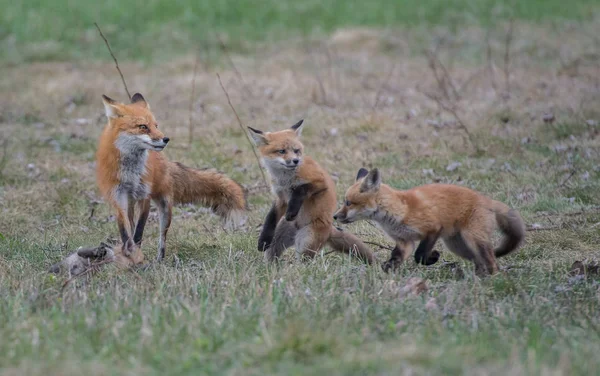 Red Foxes Animals Nature Fauna — 스톡 사진