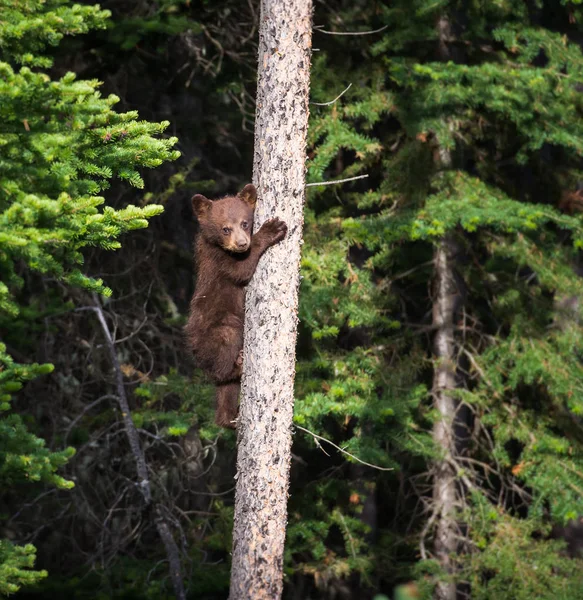 Orso Nero Selvatico Natura Fauna — Foto Stock