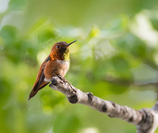 Kolibri Vild Fågel Natur Fauna — Stockfoto