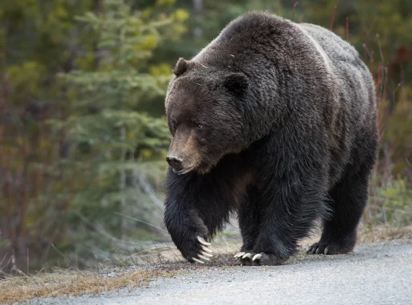 Vild Grizzlybjörn Natur Fauna — Stockfoto