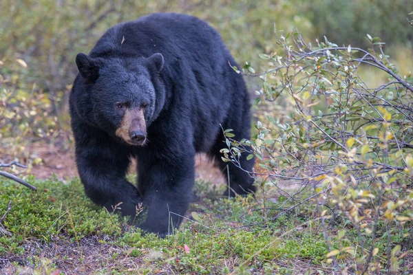 Черный Медведь Природа Фауна — стоковое фото