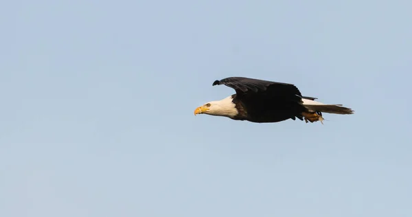 Örn Vilt Tillstånd Fågel Natur Fauna — Stockfoto