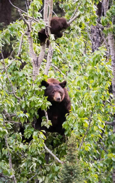 Urso Negro Selvagem Natureza Fauna — Fotografia de Stock