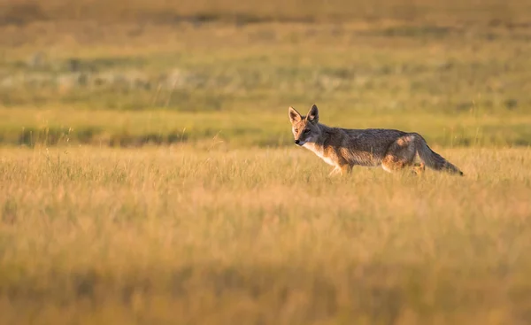 Vahşi Bir Çakal Doğa Fauna — Stok fotoğraf