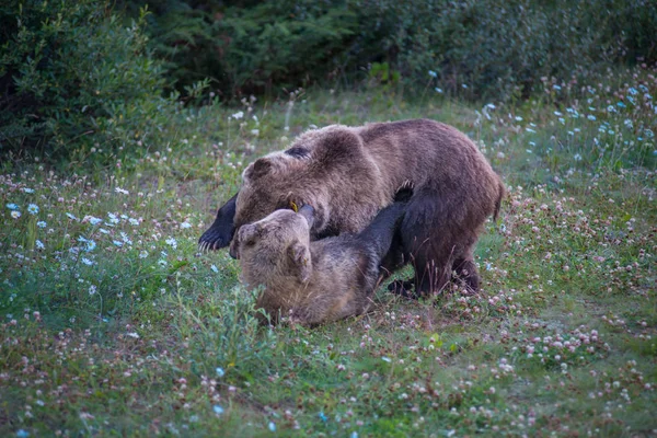 Dzikie Niedźwiedzie Grizzly Natura Fauna — Zdjęcie stockowe