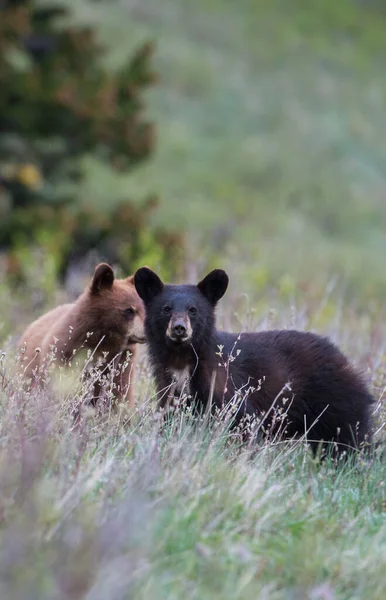 Dzikie Czarne Niedźwiedzie Natura Fauna — Zdjęcie stockowe