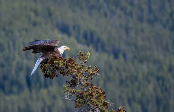 Aquila Selvatica Uccello Natura Fauna — Foto Stock