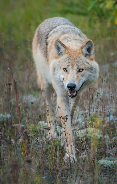 Loup Sauvage Animal Nature Faune — Photo