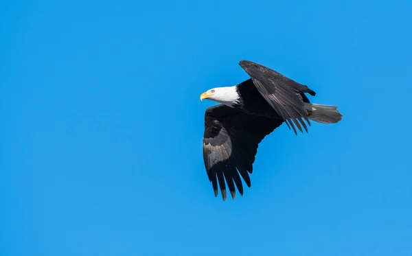 Águia Estado Selvagem Pássaro Natureza Fauna — Fotografia de Stock