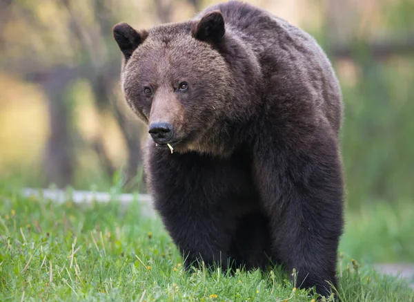 Orso Grizzly Selvatico Natura Fauna — Foto Stock