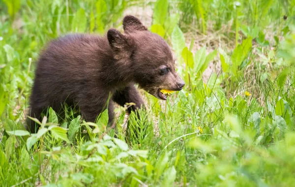 Wilder Schwarzbär Natur Fauna — Stockfoto