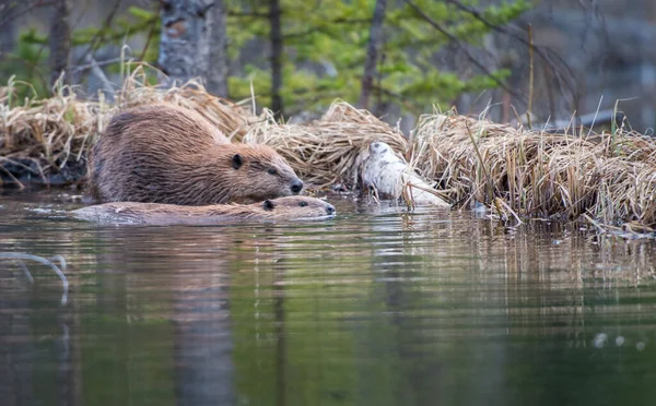 Beavers Wild Animals Nature Fauna — Stock Photo, Image