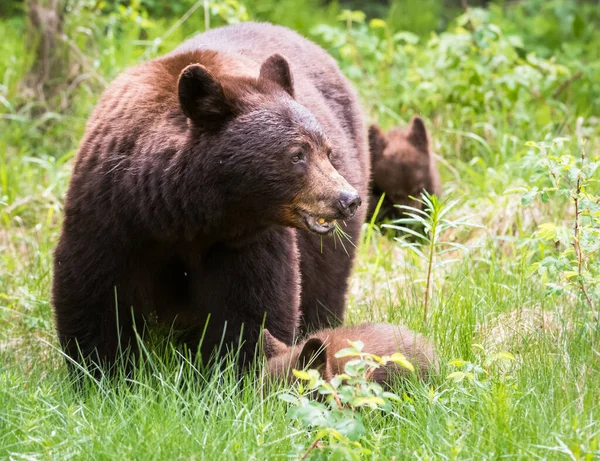 Osos Negros Salvajes Naturaleza Fauna — Foto de Stock