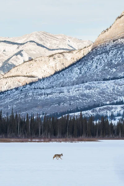 Coyote Wild Nature Fauna — Stock Photo, Image