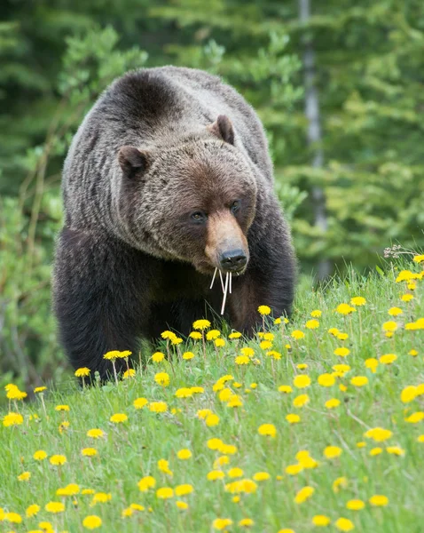 Wild Grizzly Bear Nature Fauna — Stock Photo, Image