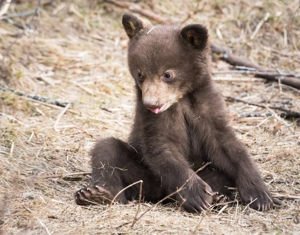 Oso Negro Salvaje Naturaleza Fauna —  Fotos de Stock