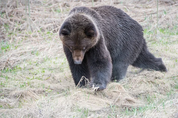 Dziki Niedźwiedź Grizzly Natura Fauna — Zdjęcie stockowe