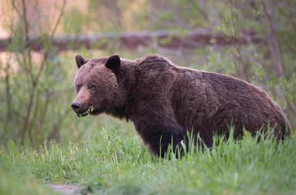 Dziki Niedźwiedź Grizzly Natura Fauna — Zdjęcie stockowe