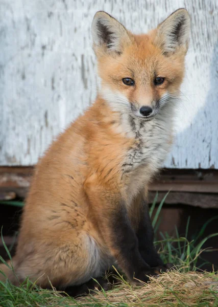 Zorro Rojo Animal Naturaleza Fauna — Foto de Stock