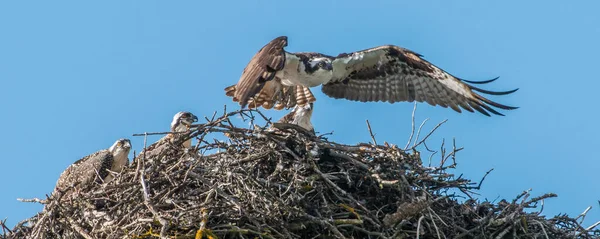 Osprey Alimentando Sus Crías — Foto de Stock