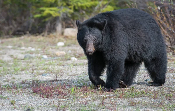 Orso Nero Selvatico Natura Fauna — Foto Stock