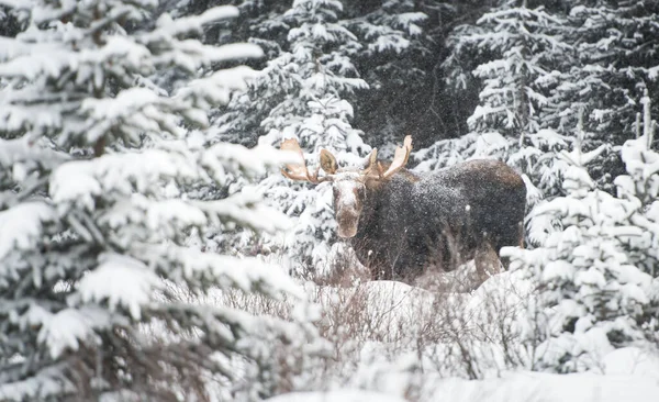 Moose — Stock Photo, Image