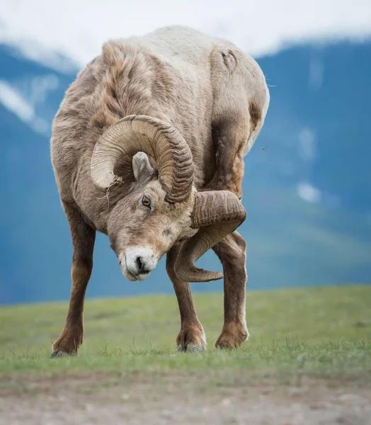 Wild Bighorn Ram Animal Nature Fauna — Stock Photo, Image