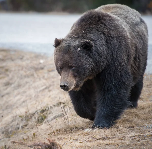 Wilder Grizzlybär Natur Fauna — Stockfoto