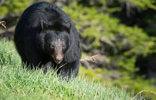 Urso Negro Selvagem Natureza Fauna — Fotografia de Stock