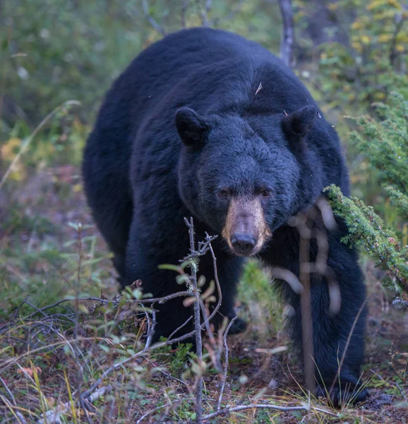 Dziki Czarny Niedźwiedź Natura Fauna — Zdjęcie stockowe